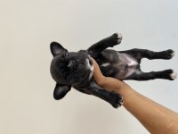Muhteşem french bulldog yavrular