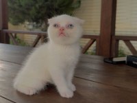 SCOTTİSH FOLD KEDİMİZ