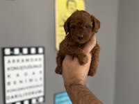 Toy poodle yavru