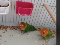 Sahibinden Güzel Cennet Papağanları