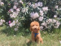 Erkek Toy Poodle
