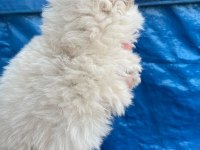 50 günlük ayı sürat pomeranian