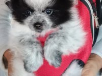Pomeranian Boo Yedi Aylık Dişi Karnesi Var