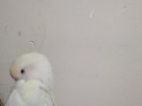 Geveze papağanımı sahiplendiriyorum