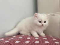 Beyaz Chınchılla Yavruları