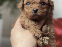 TOY POODLE KÖPEKLERİ
