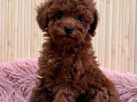 Teacup kore toy poodle yavruları 