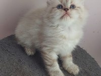 A Kalite British Silver Longhair Erkek Teslime Hazır