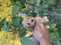 Toy poodle yavrumuz yeni ailesi ne gitmeye hazırdır