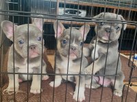 A KALİTE FRENCH BULLDOG YAVRULARIMIZ TESLİME HAZIR