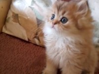 British longhair golden black