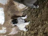 Orjinal Güdük Kangal Yavruları
