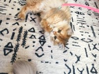 5 aylık dişi british longhair