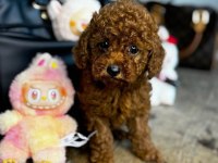 3 Aylık Aşıları tam Toy Poodle
