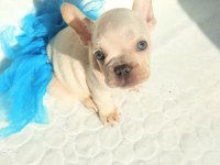 Güzeller güzeli french bulldog yavrularımız