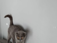 Yetişkin dişi scottish fold ve iran kedi