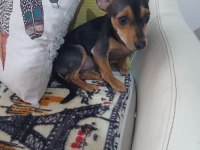 6 aylık dişi aşıları tam pinscher