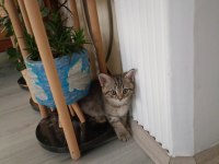 Oyuncu 2 aylık british shorthair kedimiz