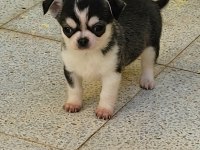 TEACUP ERKEK CHİHUAHUA YAVRU