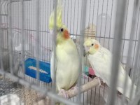 Sultan papağanı eş yavru alınmıştır