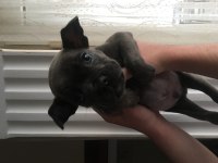 2 aylık french bulldog blue yavru