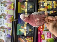 Full evcil çok konuşan gül (gallah) kakadu