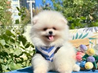 Boo Pomeranian Ayi Surat Yavrular