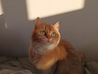Golden dişi british shorthair yavrumuz sahiplendirilecektir