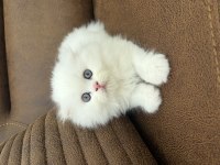 Bembeyaz Mavi Gözlü Scottish Longhair Erkek Yavrularımız