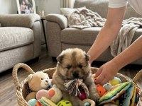 Pomeranian kızım sahibini arıyor uygun