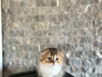 SCOTTISH FOLD SEVİMLİ YAVRULARIM 