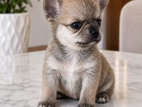 MİKRO TEACUP BOY MÜKEMMEL ANATOMİ YAVRU ŞİVAVA