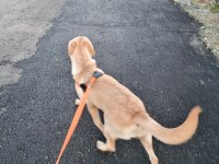 Latte Kızımıza (Labrador) Yuva Aranıyor