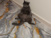 2 yaşında kısırlaştırılmış british shorthair
