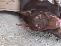 Sahiplendirme doberman