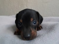 Safkan dachshund yavrular A kalite