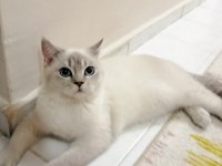 Mavi gözlü british shorthair blue point