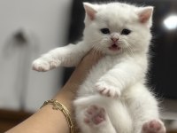 British shorthair kedisi