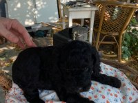 45 günlük 4 güzel toy poodle yavru