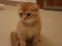 Golden scottish fold 1.5 aylık yavrumuz