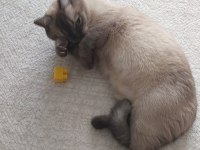 1 Yaşında British Shorthair Cinsi Kedimiz Acil