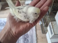 Yavru yeme düşecek muhabbet kuşları