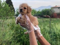 SÜTLÜ KAHVE RENGİNDE MUHTEŞEM MALTİPOO BEBEKLER