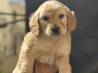 A KALİTE ERKEK COCKER YAVRULAR