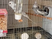 Takim wf gayet sağlıklı ev kuşu