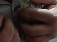 Sultan papağanı 1 aylık