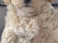 Maltipoo Safkan Köpeği