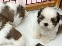 IRK GARANTİLİ SHİH TZU YAVRULARI