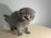 SCOTTİSH FOLD KÜL RENGİ YAVRU KEDİ
