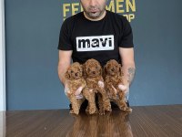 Köpek Dünyasından Orjinal Toy Poodle Yavruları